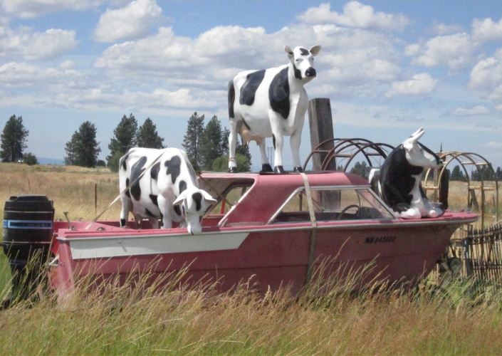 cows on boat near Spokane WA